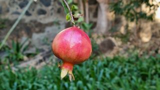 2024-01-GranCan-Jardin_de_la_Marquesa-095.jpg
